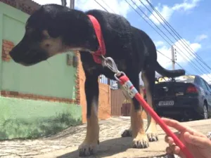 Cachorro raça Mistura  idade 1 ano nome Bruce