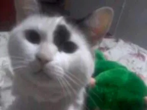 Gato raça vira lata idade 2 anos nome Floquinho