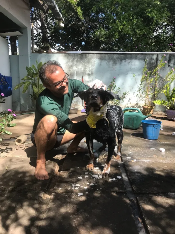 Cachorro raça Roteweiller idade 6 ou mais anos nome Kali