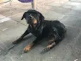 Kali