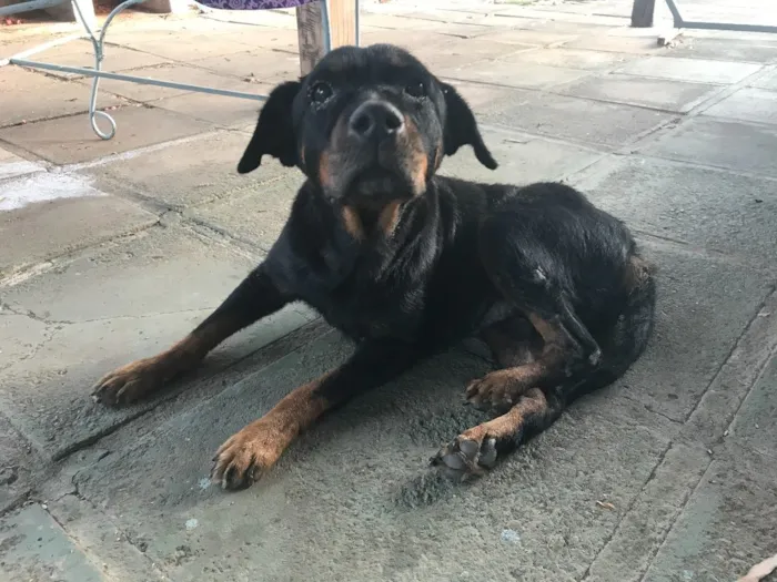 Cachorro raça Roteweiller idade 6 ou mais anos nome Kali