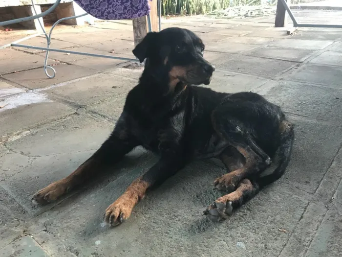 Cachorro raça Roteweiller idade 6 ou mais anos nome Kali