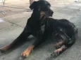 Kali