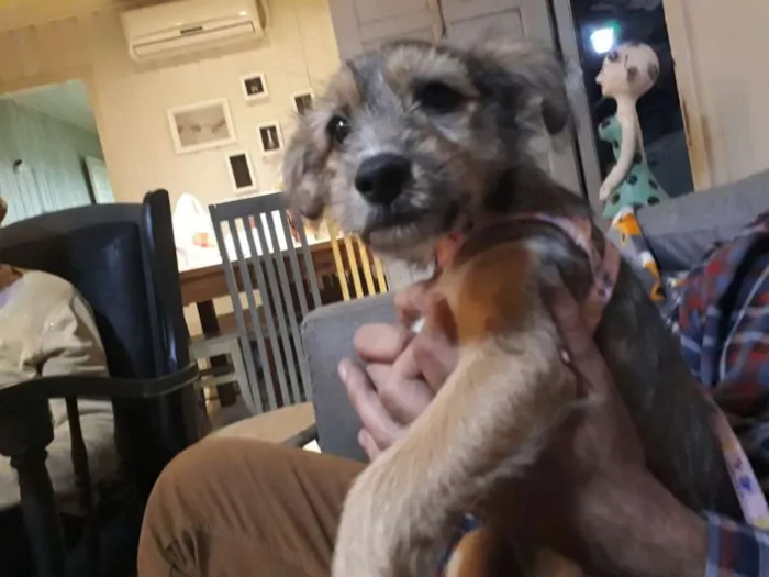 Cachorro ra a Srd idade 2 a 6 meses nome Nina Canina