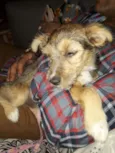 Nina Canina