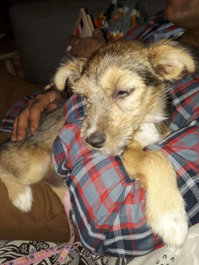 Cachorro ra a Srd idade 2 a 6 meses nome Nina Canina