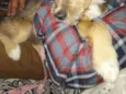 Nina Canina