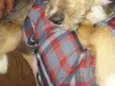 Nina Canina