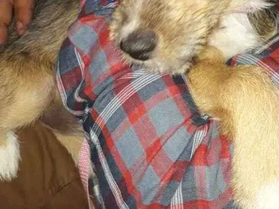 Cachorro ra a Srd idade 2 a 6 meses nome Nina Canina