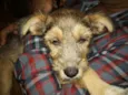Nina Canina