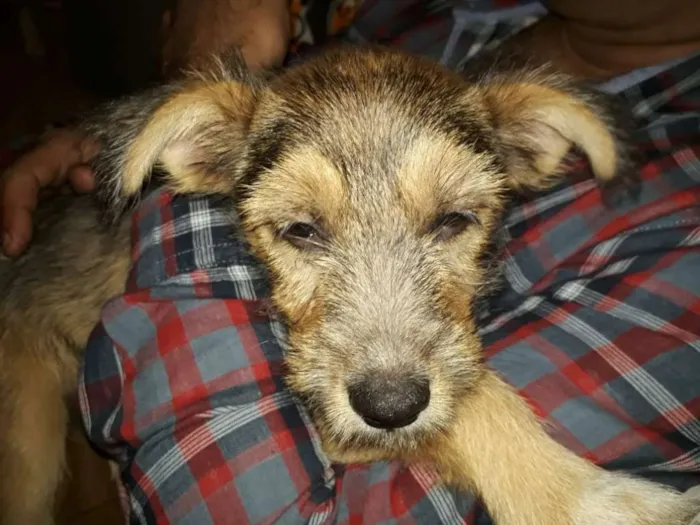 Cachorro ra a Srd idade 2 a 6 meses nome Nina Canina