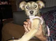 Nina Canina