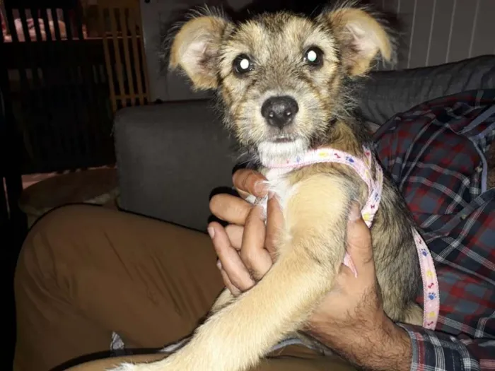 Cachorro ra a Srd idade 2 a 6 meses nome Nina Canina
