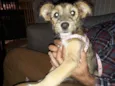 Nina Canina