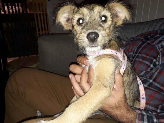 Cachorro ra a Srd idade 2 a 6 meses nome Nina Canina
