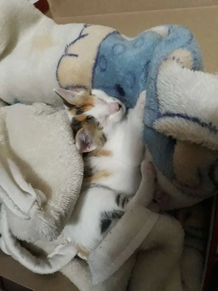 Gato ra a  idade Abaixo de 2 meses nome Mia