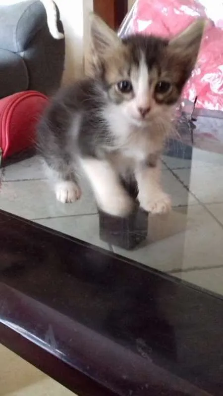 Gato ra a  idade Abaixo de 2 meses nome Sem Nome