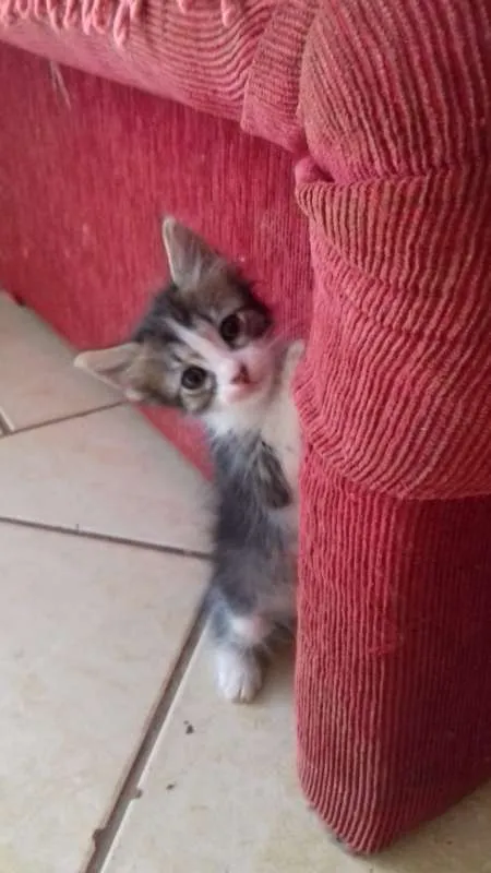 Gato ra a  idade Abaixo de 2 meses nome Sem Nome
