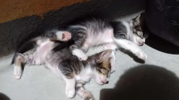 Gato ra a  idade Abaixo de 2 meses nome Sem Nome
