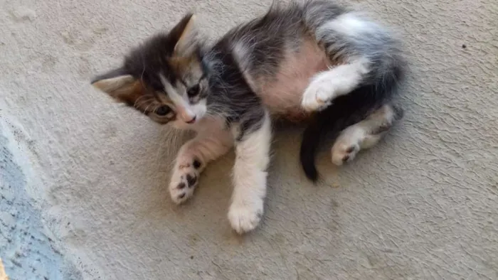 Gato ra a  idade Abaixo de 2 meses nome Sem Nome