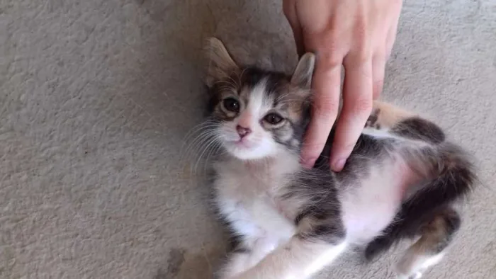 Gato ra a  idade Abaixo de 2 meses nome Sem Nome