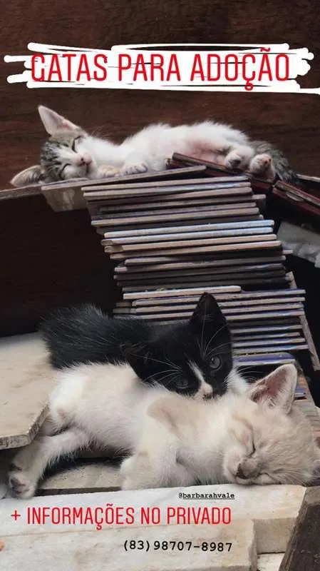 Gato raça misturado idade 2 a 6 meses nome Filhotes Gatas