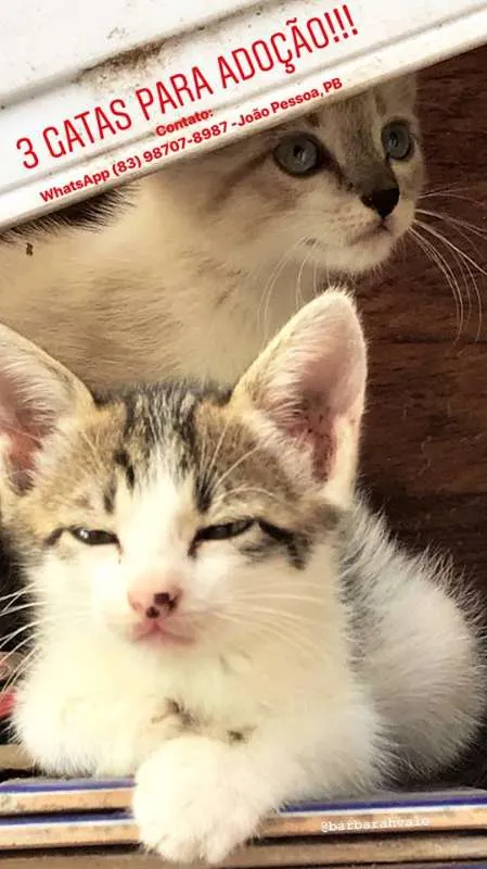 Gato raça misturado idade 2 a 6 meses nome Filhotes Gatas