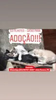 Filhotes Gatas