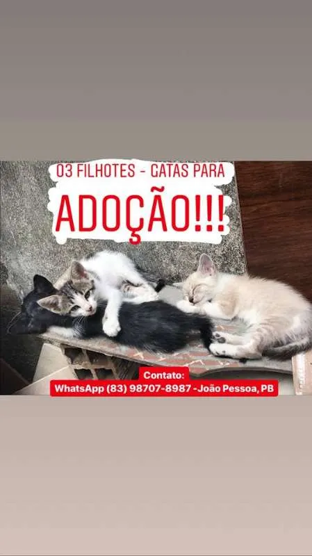 Gato raça misturado idade 2 a 6 meses nome Filhotes Gatas