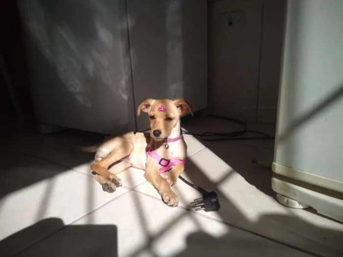 Cachorro ra a Vira lata  idade 7 a 11 meses nome Penélope 