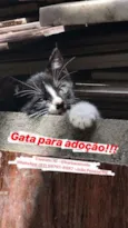 Pretinha Filhote