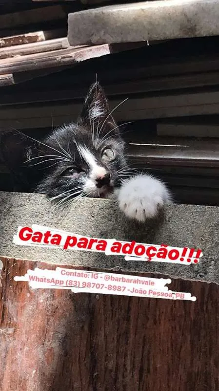 Gato raça misturada idade 2 a 6 meses nome Pretinha Filhote