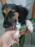 Belinha
