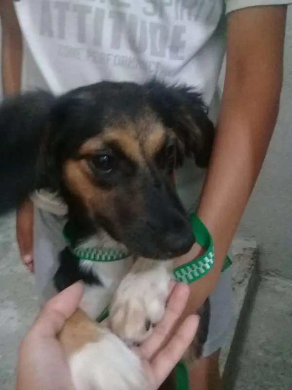 Cachorro ra a SRD idade 2 a 6 meses nome Belinha
