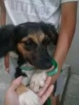 Belinha