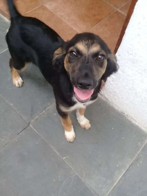 Cachorro ra a SRD idade 2 a 6 meses nome Belinha