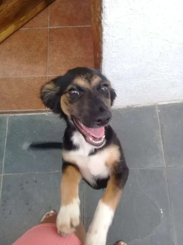 Cachorro ra a SRD idade 2 a 6 meses nome Belinha