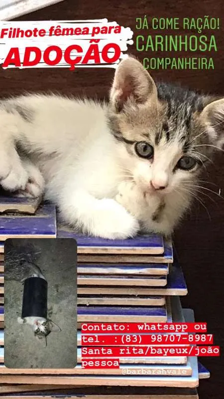 Gato raça misturada idade Abaixo de 2 meses nome Branquinha Filhote