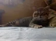 Zé