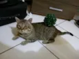 Zé
