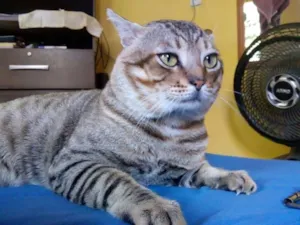 Gato raça Indeterminada idade 3 anos nome Zé