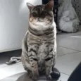 Zé