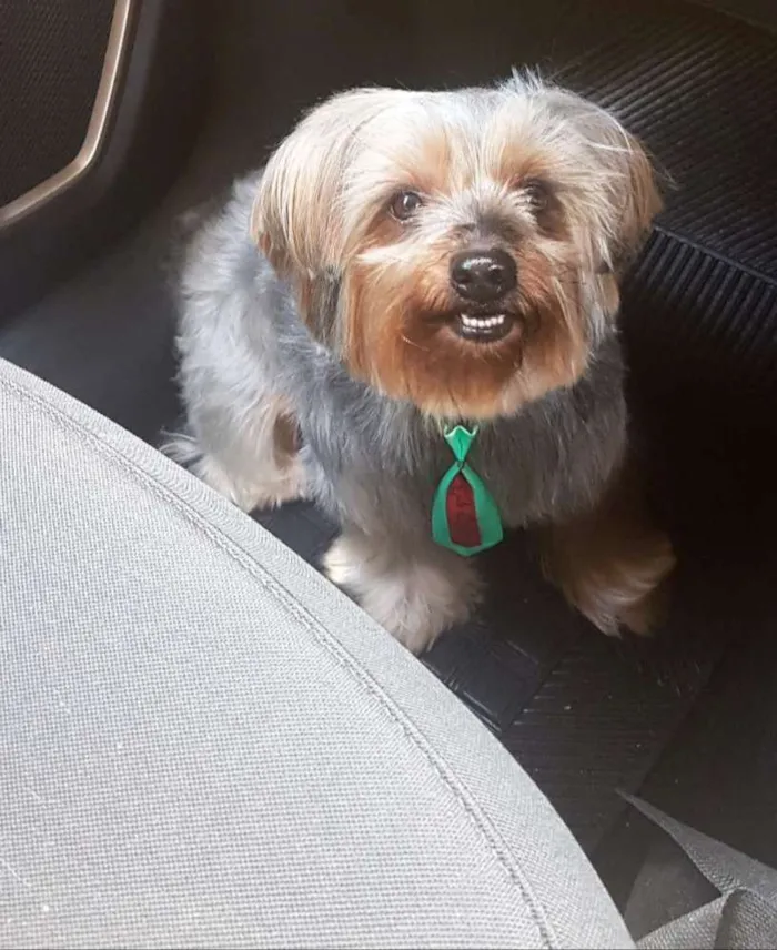 Cachorro raça Yorkie idade 4 anos nome Juquinha