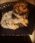 Juquinha