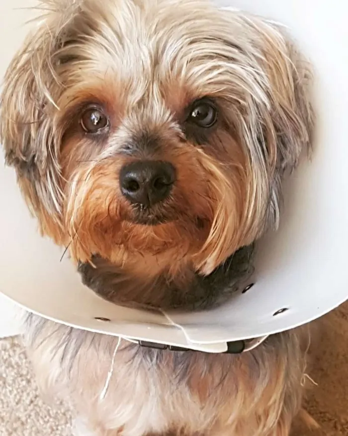 Cachorro raça Yorkie idade 4 anos nome Juquinha