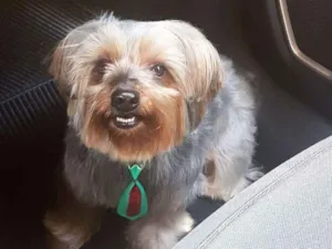 Cachorro raça Yorkie idade 4 anos nome Juquinha