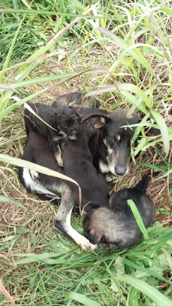 Cachorro ra a Vira lata idade 2 a 6 meses nome Não tem nome ainda