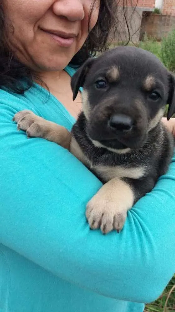Cachorro ra a Vira lata idade 2 a 6 meses nome Não tem nome ainda
