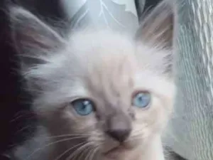 Gato raça srd idade Abaixo de 2 meses nome White