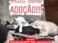 Filhotes Gatas